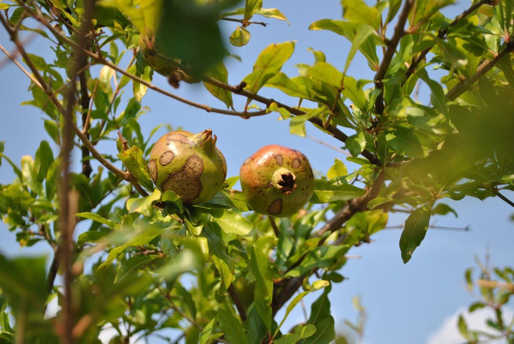 Grenades mûres sur l’arbre, fruit emblématique de l’iconographie juive