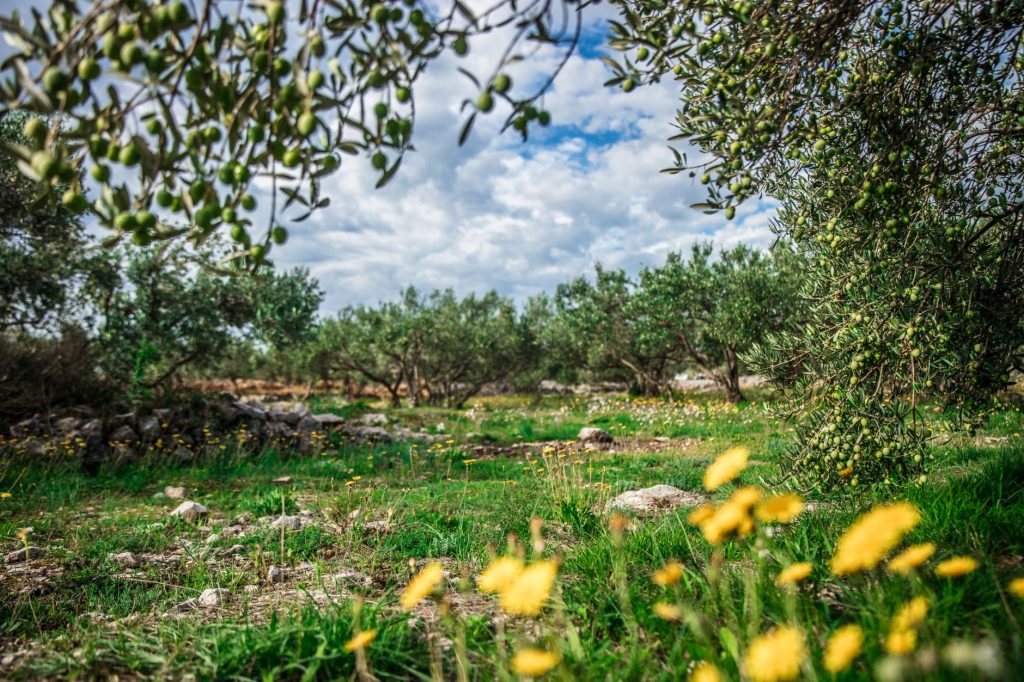 Oliveraie méditerranéenne, l’olivier figurant parmi les sept espèces de la terre d’Israël
