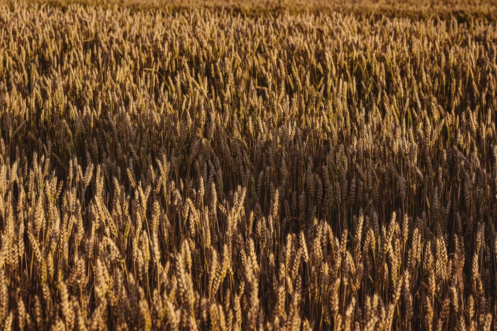Champ de blé doré à la saison des moissons, scène évoquant le Livre de Ruth