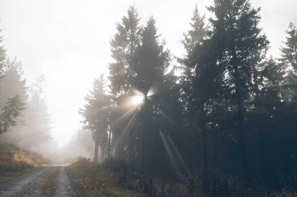 Forêt brumeuse traversée par des rais de lumière, évocation des bois de Bargone où vécut le bienheureux Roland